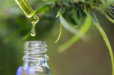 CBD در مقابل THC: هر آنچه شما باید بدانید